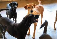 Plataforma online reúne animais disponíveis para adoção em cidade do Paraná