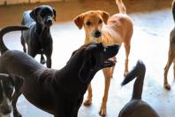 Plataforma online reúne animais disponíveis para adoção em cidade do Paraná