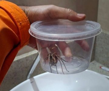 Aranha estava no banheiro de casa