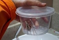 Vídeo mostra moradora de Betim em pânico ao ver aranha no banheiro: 'Jesus'