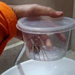 Vídeo mostra moradora de Betim em pânico ao ver aranha no banheiro: 'Jesus'