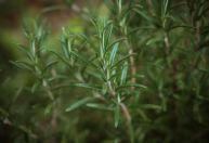 Alecrim em casa: veja onde plantar e quais espécies evitar no cultivo