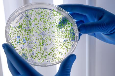 A closeup shot of a laboratory worker examining a green substance on a petri dish while conducting coronavirus research
