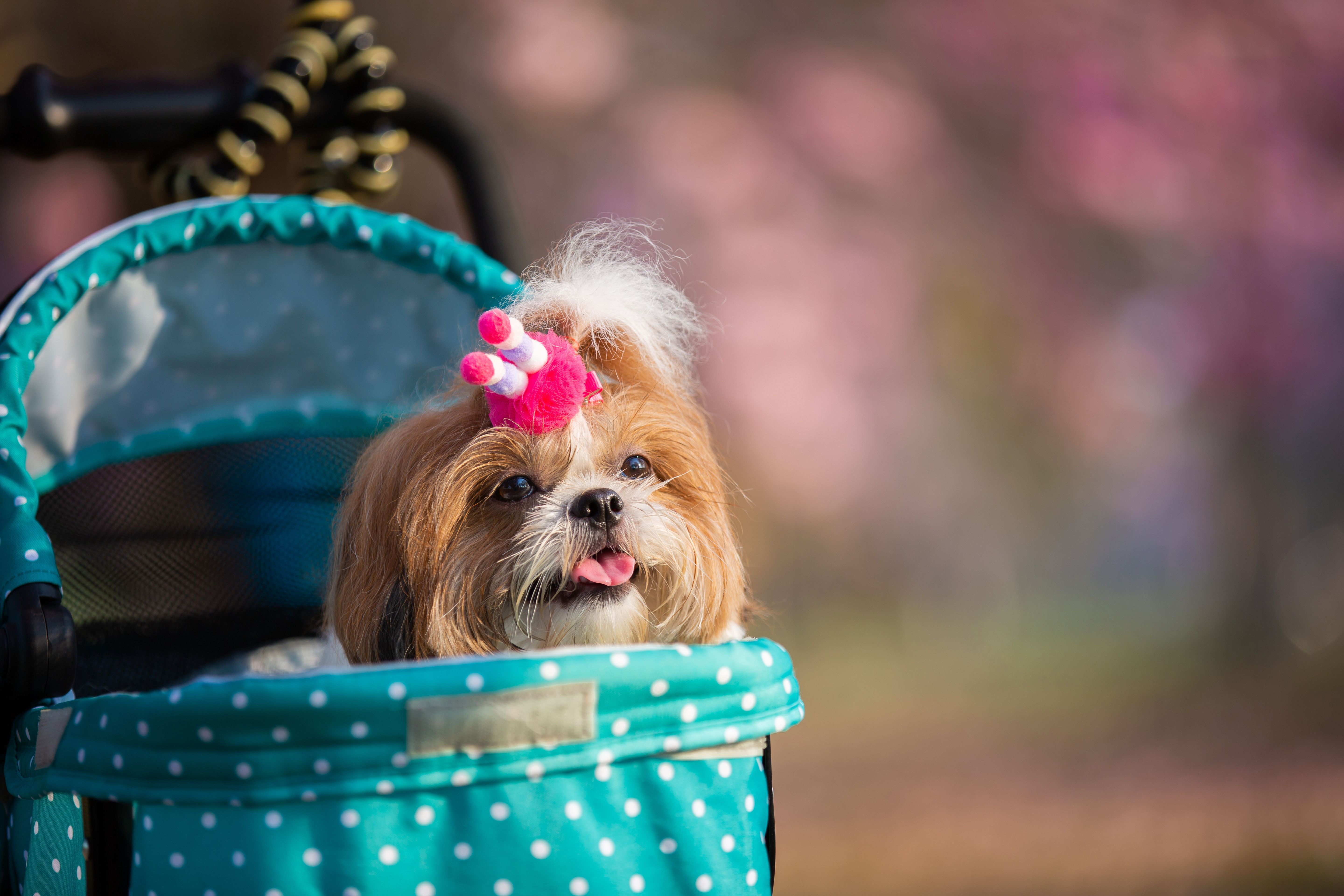 Como adaptar a ‘caça aos ovos’ para que o pet participe da Páscoa