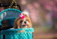 Como adaptar a ‘caça aos ovos’ para que o pet participe da Páscoa