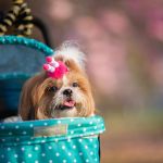 Como adaptar a ‘caça aos ovos’ para que o pet participe da Páscoa