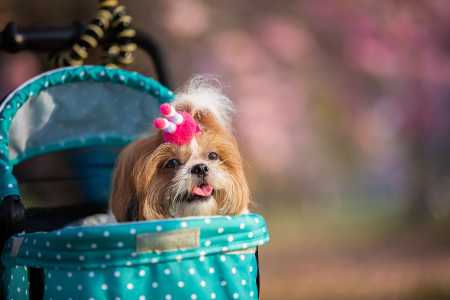 Cachorro shih tzu dentro de carrinho, com lacinho no pelo