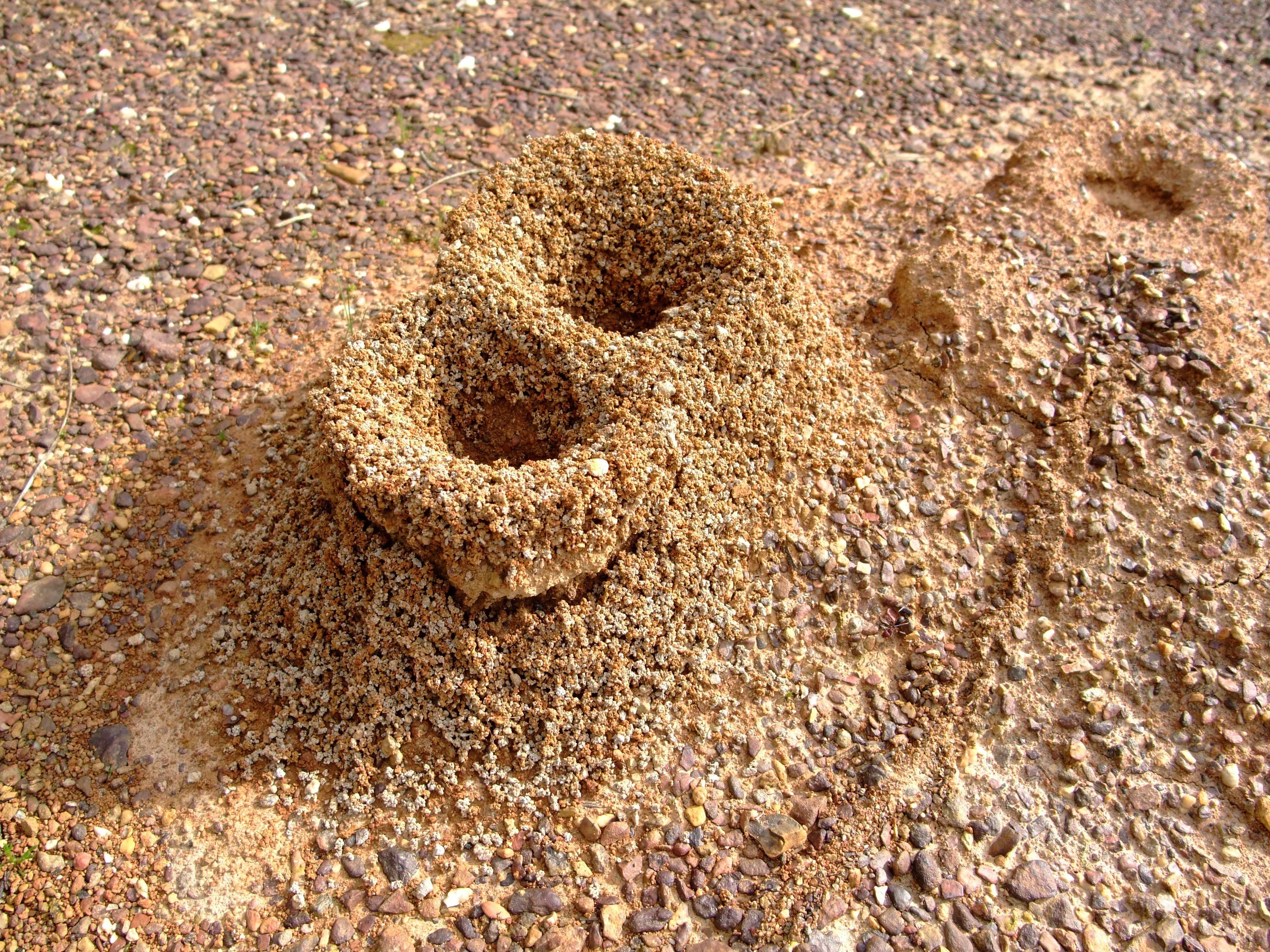 Adeus aos formigueiros: 4 métodos naturais que afastam formigas sem produtos químicos