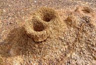 Maneiras efetivas de eliminar os formigueiros do jardim