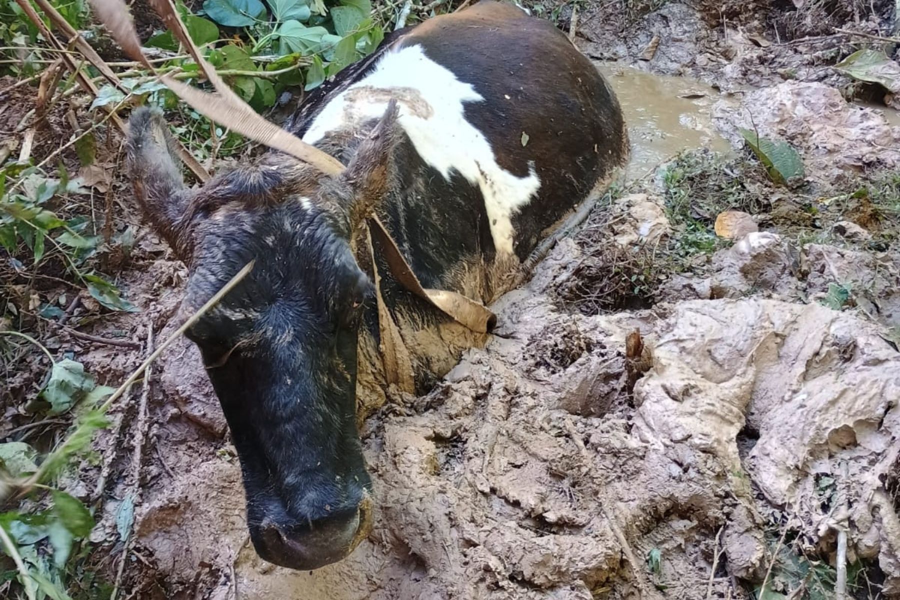 Brigada Municipal resgata vaca prenha em brejo em Carandaí (MG)