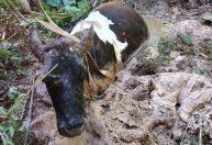 Brigada Municipal resgata vaca prenha em brejo em Carandaí (MG)
