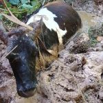 Brigada Municipal resgata vaca prenha em brejo em Carandaí (MG)