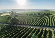 Exposição "BRASIS Cafés de Origem" estreia em Guaxupé