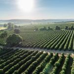 Exposição "BRASIS Cafés de Origem" estreia em Guaxupé