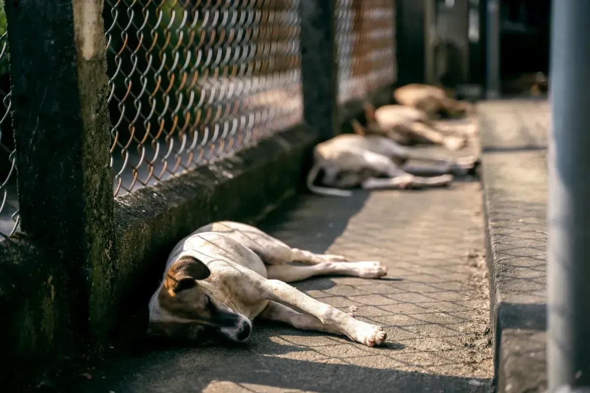Mariana registra aumento no abandono de animais e reforça que prática é crime