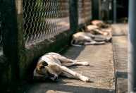 Ex-secretária de Bem-Estar Animal é denunciada por ordenar 478 eutanásias ilegais