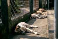 Ex-secretária de Bem-Estar Animal é denunciada por ordenar 478 eutanásias ilegais