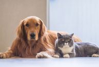 Mutirão de vacinação e castração acontece em Ouro Preto