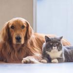 Saiba identificar queda normal de pelos de cães e gatos e quando pode indicar doenças