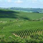 Arrecadação do ICMS Agropecuário cresce em Minas Gerais