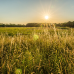 Mudanças climáticas elevam riscos e exigem adaptação no campo