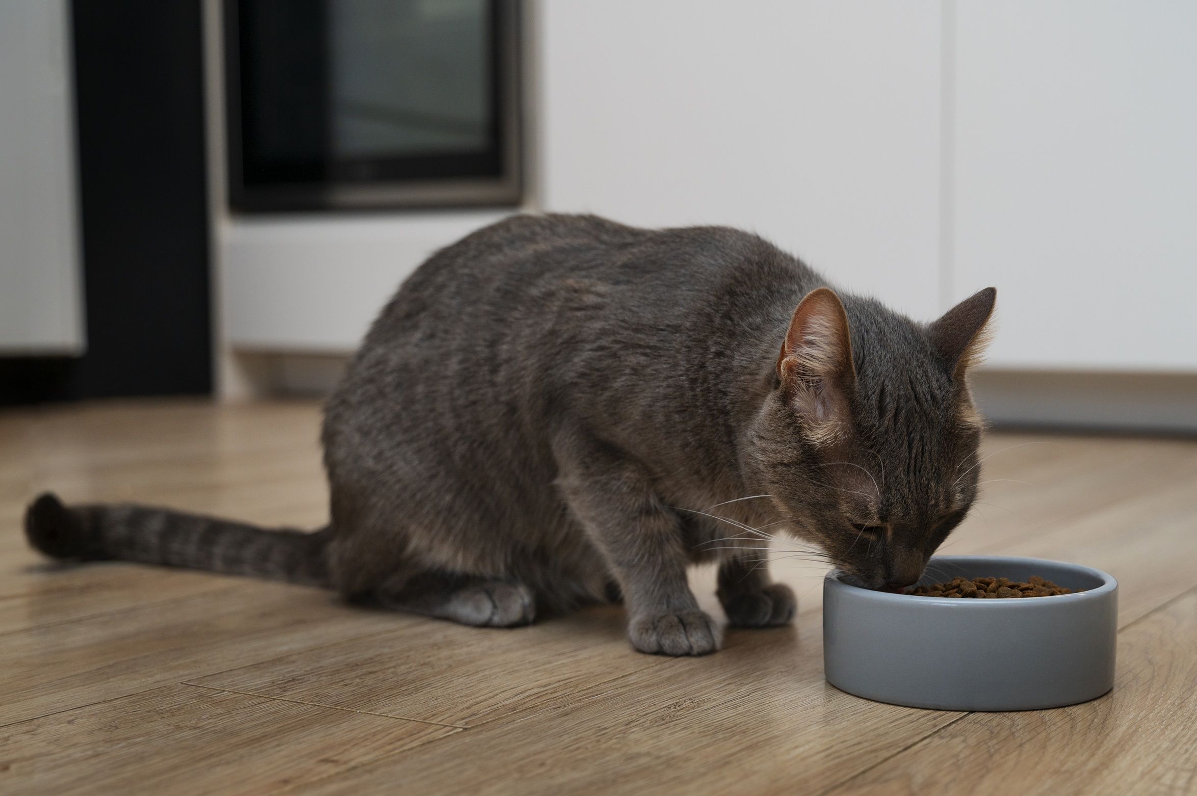 Procura por dietas funcionais para pets cresce 20%, aponta pesquisa