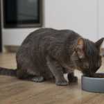 Procura por dietas funcionais para pets cresce 20%, aponta pesquisa
