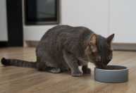 Procura por dietas funcionais para pets cresce 20%, aponta pesquisa