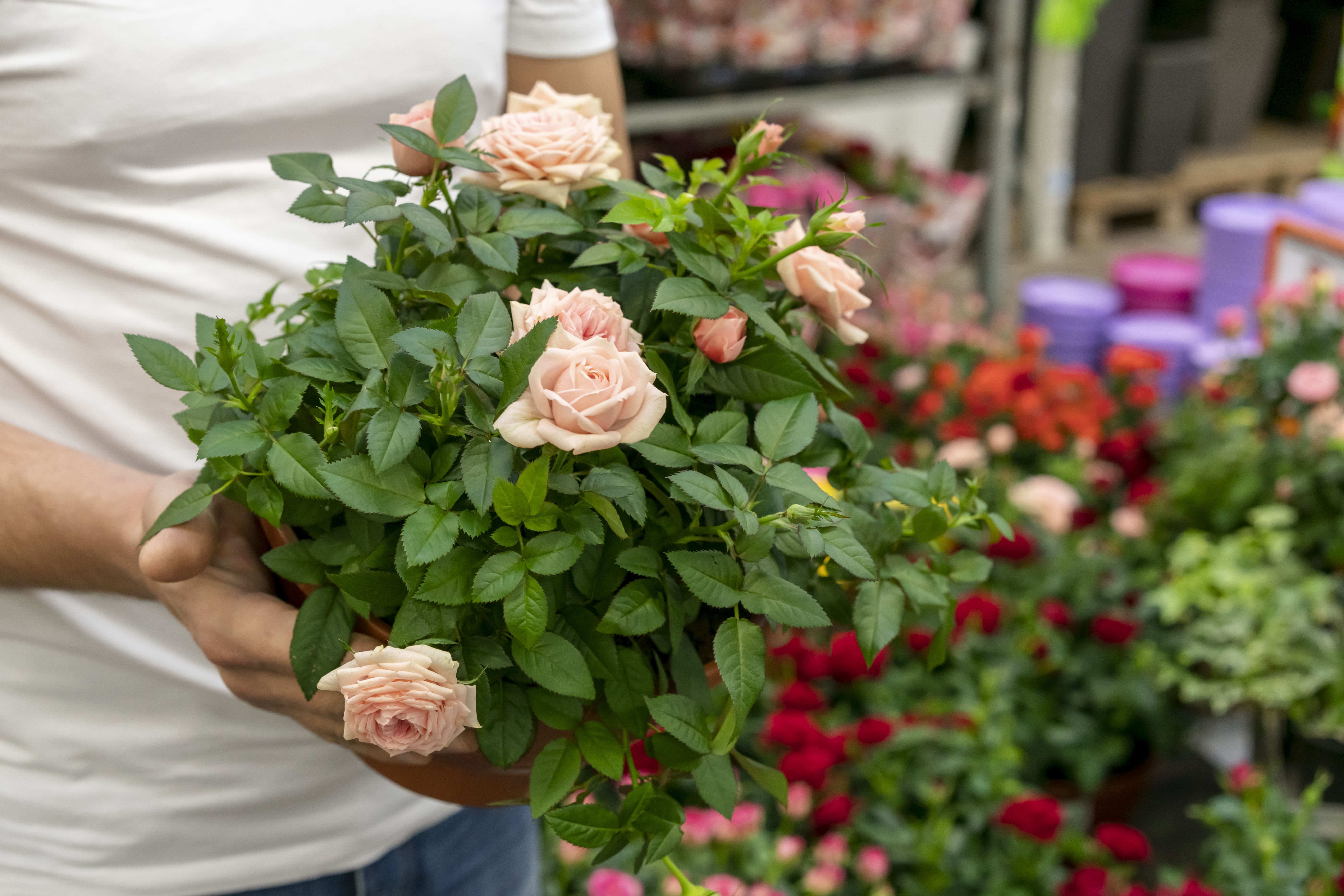 Evite perder suas flores: com que frequência regar roseiras no frio?