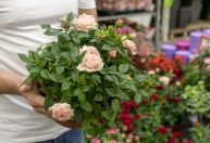 Evite perder suas flores: com que frequência regar roseiras no frio?