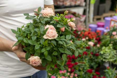Rosas