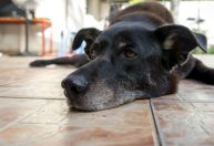 Iniciativa dá suporte veterinário e alimentação para quem acolhe pets resgatados