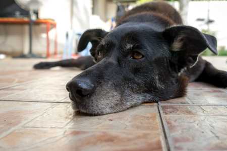 Close no rosto de um cachorro deitado no chão. Ele tem pelagem preta.