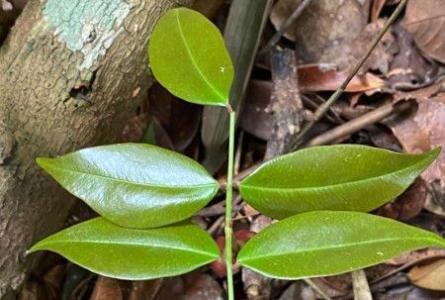 Planta que pode se tornar remédio para covid-19