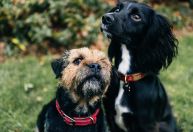 Abrigos cheios e políticas frágeis mantém abandono de pets, diz estudo