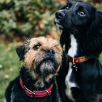 Abrigos cheios e políticas frágeis mantém abandono de pets, diz estudo