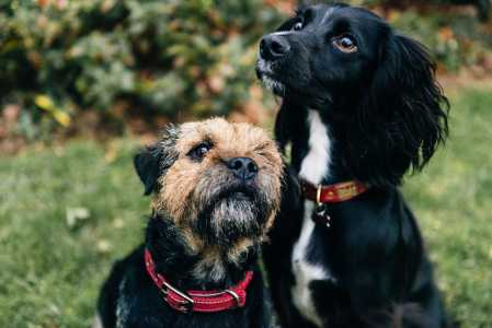 Dois cachorros de porte médio deitados na grama num dia de sol