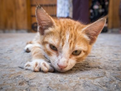 Filhote de gato branco e laranja, deitado no chão e a foto com close na carinha dele.