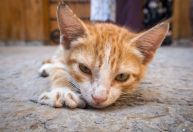 Saiba como a IA pode ajudar tutores a encontrarem pets desaparecidos