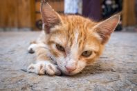Mercado pet: abertura de pequenos negócios cresce 22%, impulsionada pela ascensão felina