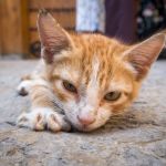 Saiba como a IA pode ajudar tutores a encontrarem pets desaparecidos