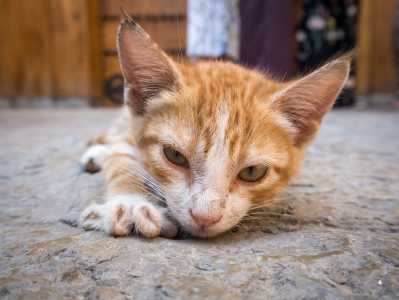Filhote de gato branco e laranja, deitado no chão e a foto com close na carinha dele.