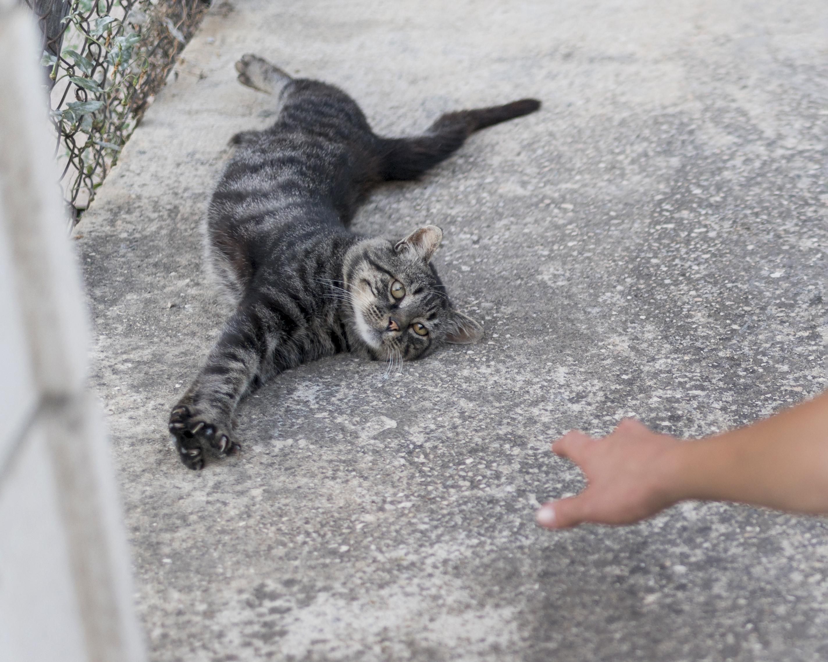 Apenas metade dos tutores trata os pets contra parasitas, diz estudo