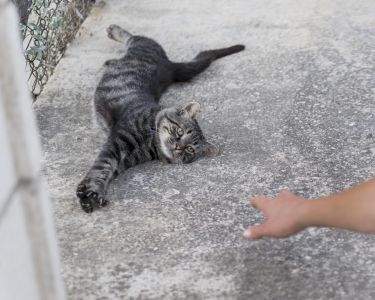 Gato escuro deitado num chão de cimento
