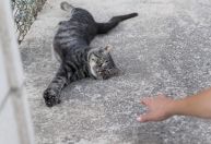 Apenas metade dos tutores trata os pets contra parasitas, diz estudo