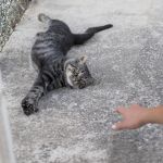 Apenas metade dos tutores trata os pets contra parasitas, diz estudo