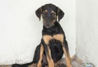 Como dar vermífugo para cachorro sem estresse: dicas práticas para tutores