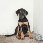 Como dar vermífugo para cachorro sem estresse: dicas práticas para tutores