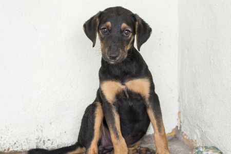 Como dar vermífugo para cachorro sem estresse: dicas práticas para tutores