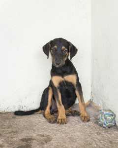 filhote de cachorro vira lata srd